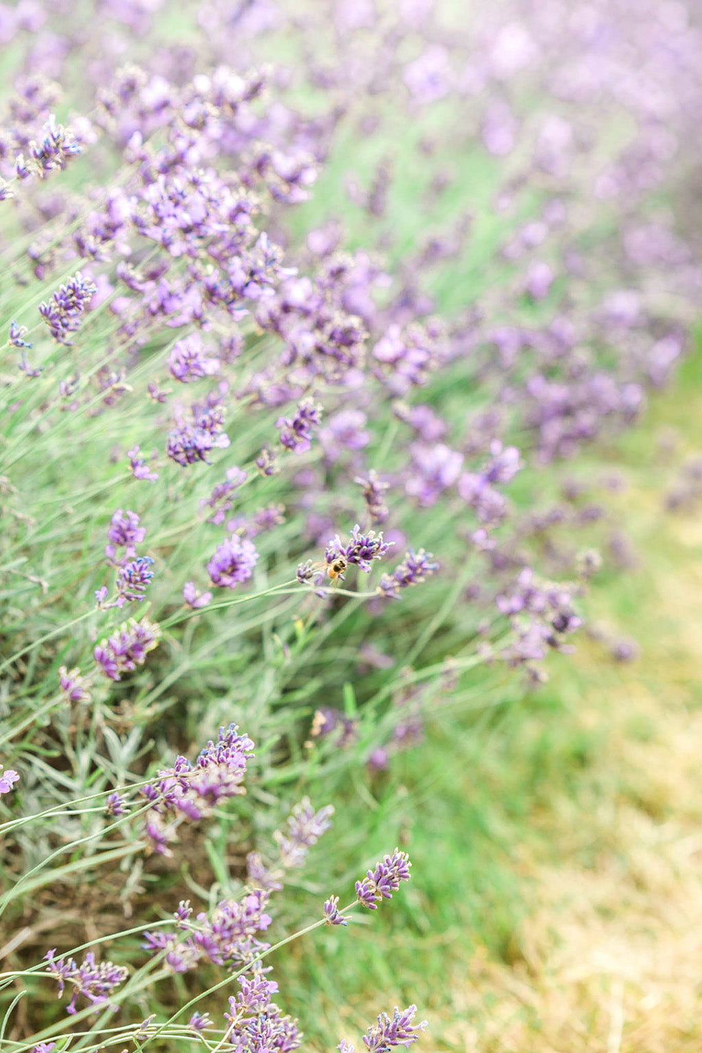 Mayfield Lavender