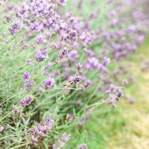 Mayfield Lavender