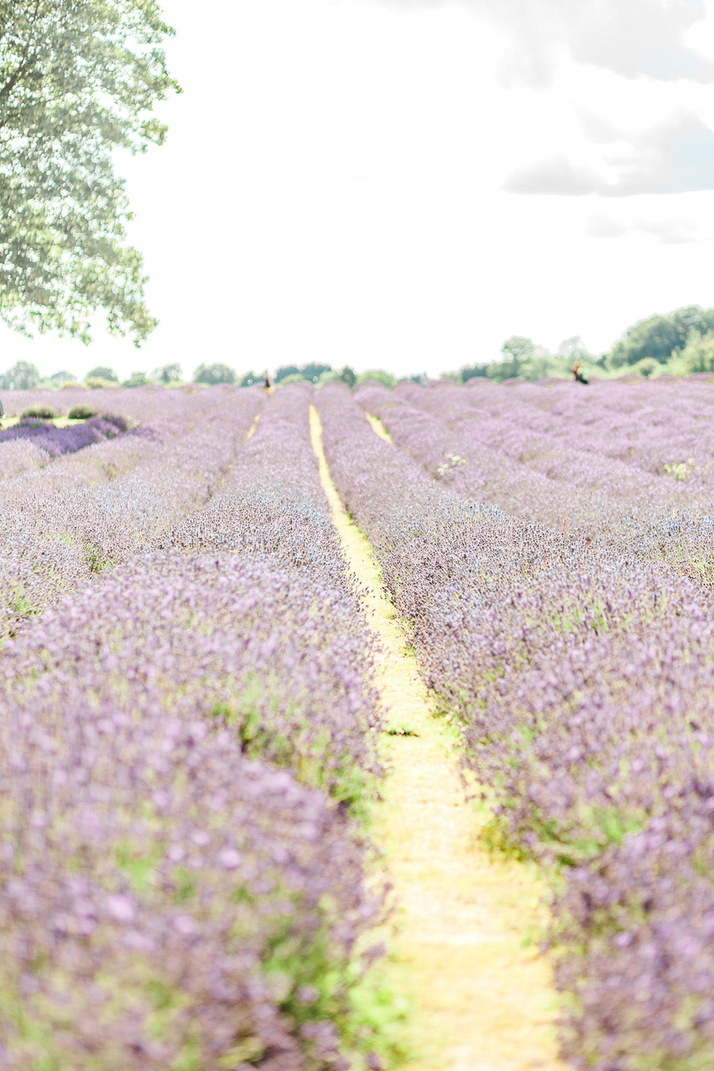 Mayfield Lavender