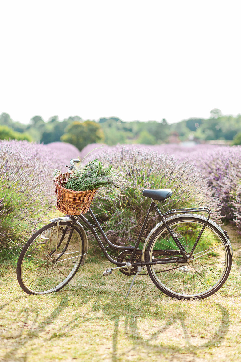 Mayfield Lavender