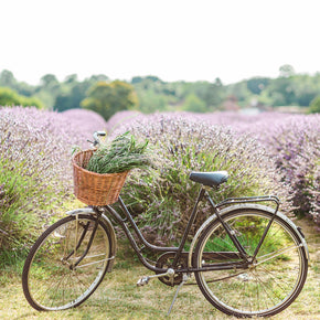 Mayfield Lavender