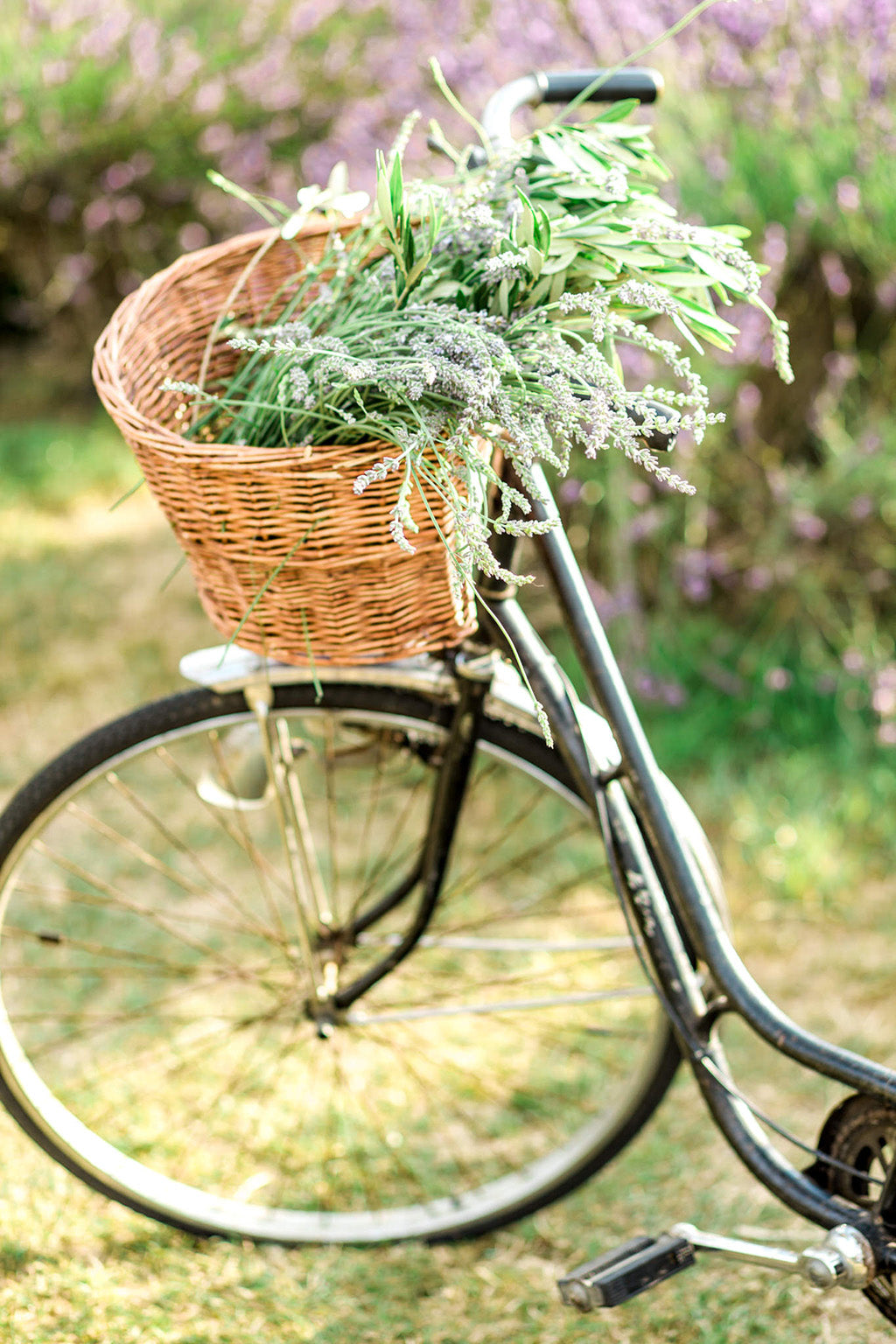 Mayfield Lavender