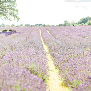 Mayfield Lavender